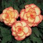 100 PCS Seeds Begonia Flower Seeds Golden Double Flowers with Red Edge