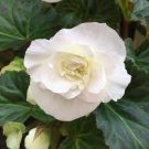 100 PCS Seeds Begonia Seeds White Double Flowers with Blue Edge