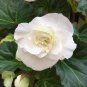 100 PCS Seeds Begonia Seeds White Double Flowers with Blue Edge