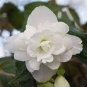 100 PCS Seeds Begonia Seeds White Double Flowers with Blue Edge