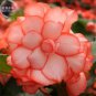 30 PCS Seeds Begonia Semper Bonsai Flower