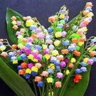100 PCS Seeds Bell Orchid Campanula Flowers Plants Convallaria