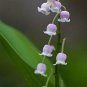 100 PCS Seeds Bell Orchid Campanula Flowers Plants Convallaria