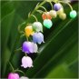 100 PCS Seeds Bell Orchid Campanula Flowers Plants Convallaria