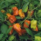 20 PCS Seeds Bell Pepper 'Cajun Belle' Vegetable 20 PCS Seeds Bell Pepper 'Cajun Belle' Vegetable