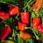 20 PCS Seeds Bell Pepper 'Cajun Belle' Vegetable