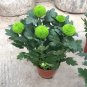 150 PCS Seeds Bellis perennis Flowers Seeds Green Pink White Yellow Dark Red Daisy Flowers