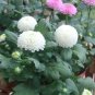 150 PCS Seeds Bellis perennis Flowers Seeds Green Pink White Yellow Dark Red Daisy Flowers