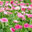 50 PCS Seeds Bellis Perennis White Red Daisy Annual Flowers 50 PCS Seeds Bellis Perennis White Red Daisy Annual Flowers