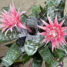 100 PCS Seeds Best-Selling Rare Colorful Flower Cactus Bromeliad Succulent Bonsai