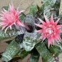 100 PCS Seeds Best-Selling Rare Colorful Flower Cactus Bromeliad Succulent Bonsai