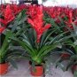 100 PCS Seeds Best-Selling Rare Colorful Flower Cactus Bromeliad Succulent Bonsai
