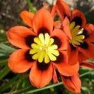 50 PCS Seeds Best-Selling!Balcony Potted Flowers Red Sparaxis Tricolor Rose Flowering