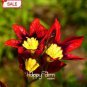 50 PCS Seeds Best-Selling!Balcony Potted Flowers Red Sparaxis Tricolor Rose Flowering