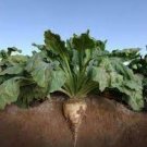 5 PCS Seeds Beta Vulgaris Beets Green Chinese Vegetable