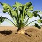 5 PCS Seeds Beta Vulgaris Beets Green Chinese Vegetable