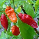 10 PCS Seeds Bhut jolokia Indian Dark Red Naga Jolokia Pepper 10 PCS Seeds Bhut jolokia Indian Dark Red Naga Jolokia Pepper