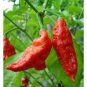 10 PCS Seeds Bhut jolokia Indian Dark Red Naga Jolokia Pepper