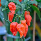 15 PCS Seeds Bhut Jolokia Indian Ghost Pepper Scoville Over 15 PCS Seeds Bhut Jolokia Indian Ghost Pepper Scoville Over