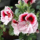 20 PCS Seeds Bi-Colored Red White Univalve Geranium