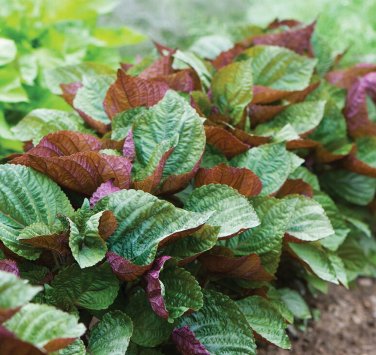 100 PCS Seeds Bi-coloured Salad Perilla Shiso