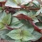 100 PCS Seeds Bi-coloured Salad Perilla Shiso