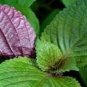 100 PCS Seeds Bi-coloured Salad Perilla Shiso