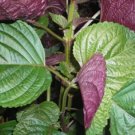 100 PCS Seeds Bi-Coloured Salad Perilla Shiso