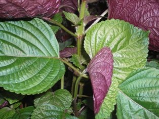 100 PCS Seeds Bi-Coloured Salad Perilla Shiso