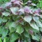 100 PCS Seeds Bi-Coloured Salad Perilla Shiso