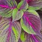 100 PCS Seeds Bi-Coloured Salad Perilla Shiso