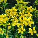 50 PCS Seeds Bidens Ferulifolia Golden Eye Flower Garden Home Bonsai Home Garden