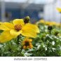 50 PCS Seeds Bidens Ferulifolia Golden Eye Flower Garden Home Bonsai Home Garden
