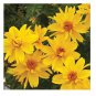 50 PCS Seeds Bidens Ferulifolia Golden Eye Flower Garden Home Bonsai Home Garden