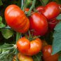 100 PCS Seeds Big Beef Tomat