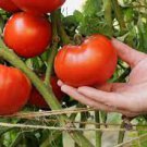 100 PCS Seeds Big Beef Tomato Fresh Red Fruit 100 PCS Seeds Big Beef Tomato Fresh Red Fruit
