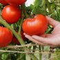 100 PCS Seeds Big Beef Tomato Fresh Red Fruit