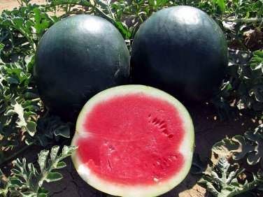 20 PCS Seeds Big Black Skin Red Seedless Watermelon Organic