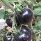 200 PCS Seeds Big Black Tomato F1 Seeds, Original Pack 200 PCS Seeds Big Black Tomato F1 Seeds, Original Pack