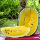 10 PCS Seeds Big Black Yellow Skin Red Inside Watermelon