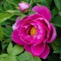 5 PCS Seeds Big Blooming 'Bai Jiao' Pink Tree Peony Flower