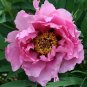 5 PCS Seeds Big Blooming 'Bai Jiao' Pink Tree Peony Flower