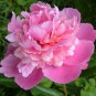 5 PCS Seeds Big Blooming 'Bai Jiao' Pink Tree Peony Flower