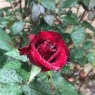 50 PCS Seeds Big Blooming Fresh Red Rose Tree for Landscape