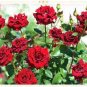 50 PCS Seeds Big Blooming Fresh Red Rose Tree for Landscape