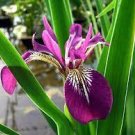 20 PCS Seeds Big Blooming Marginal Bog Water Plant Purple Iris 20 PCS Seeds Big Blooming Marginal Bog Water Plant Purple Iris