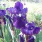 20 PCS Seeds Big Blooming Marginal Bog Water Plant Purple Iris