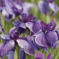 20 PCS Seeds Big Blooming Marginal Bog Water Plant Purple Iris