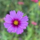 10 PCS Seeds Big Blooming Purple Cosmos Flower