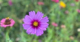 10 PCS Seeds Big Blooming Purple Cosmos Flower